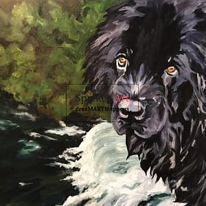 large black Newfoundland dog standing in a stream